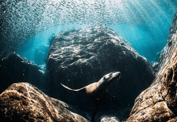 Discover Fall Diving in the Sea of Cortez