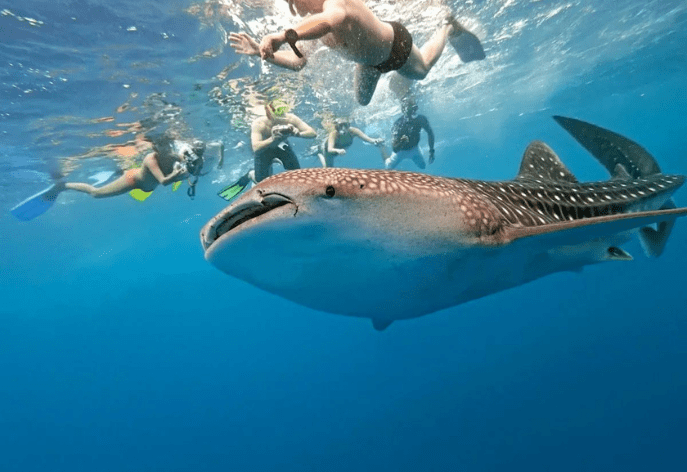 DiversInnMX, All-Inclusive 5 Star PADI Resort