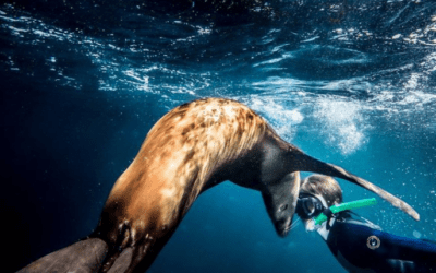 The Playful Sea Lions of Los Islotes