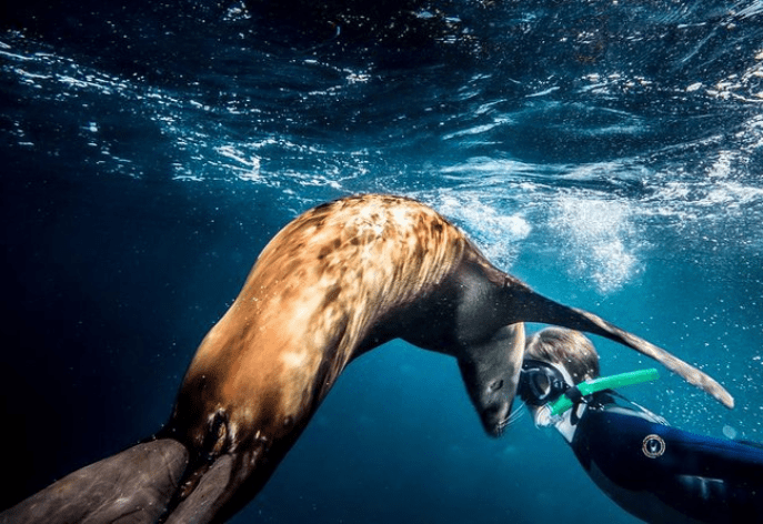 The Playful Sea Lions of Los Islotes