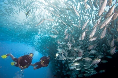 Two Tank dive with DiversInnMX