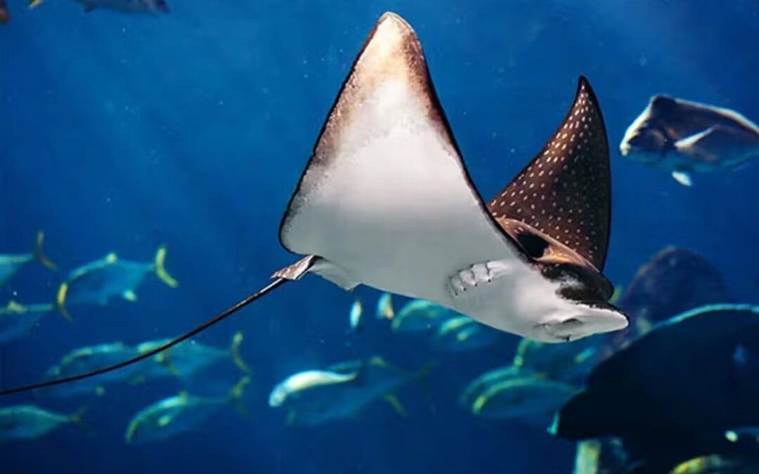 Mobula