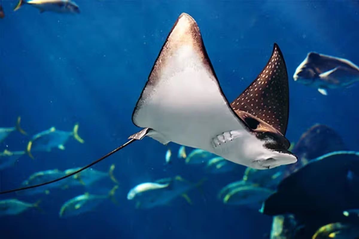 Mobula in the Sea of Cortez Mobula